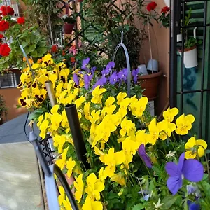 Appartamento Casa Il Gelsomino